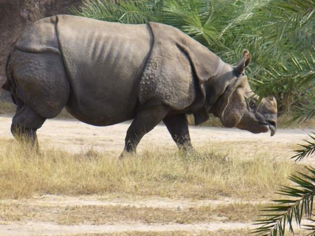 яванский носорог