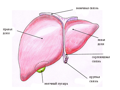 печень человека