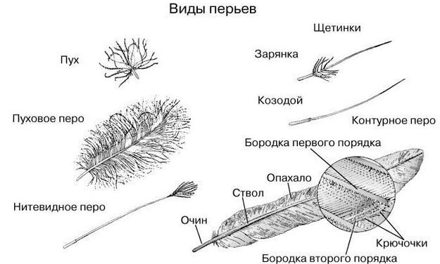 Отличие от контурных и пуховых перьев птиц