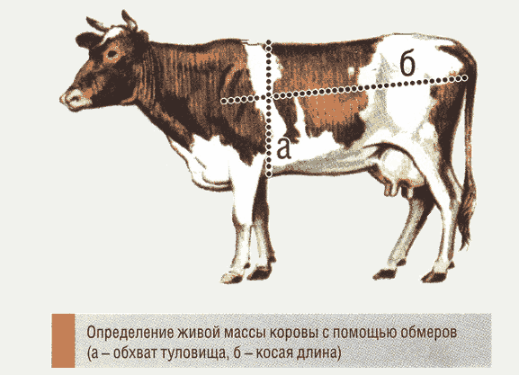 текст при наведении