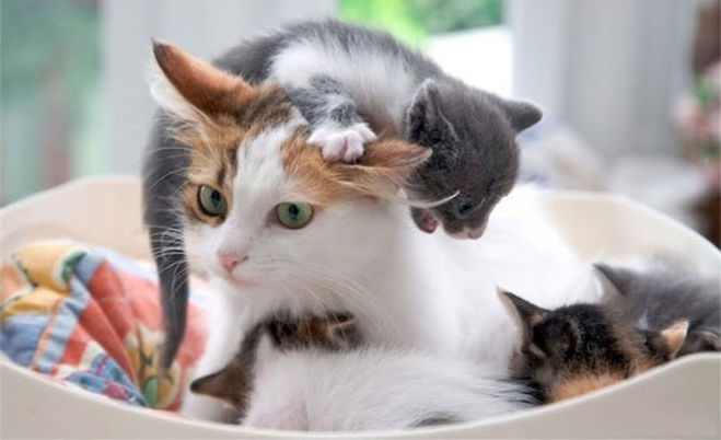 Кошка; Кот; Трёхцветная кошка; Котята; Сон