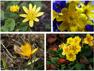 Какие есть желтые первоцветы: фото и названия, описание, кроме гусятника