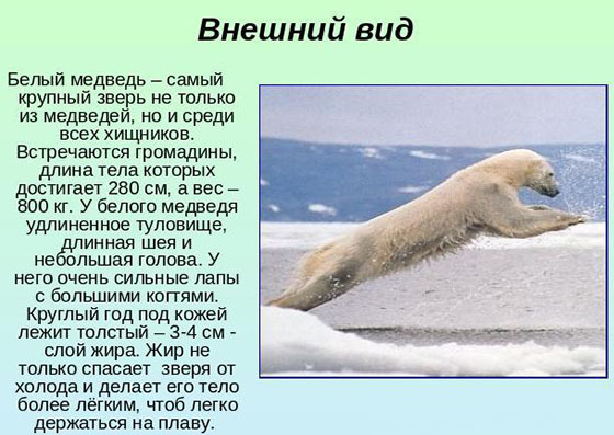 белый медведь описание и фото