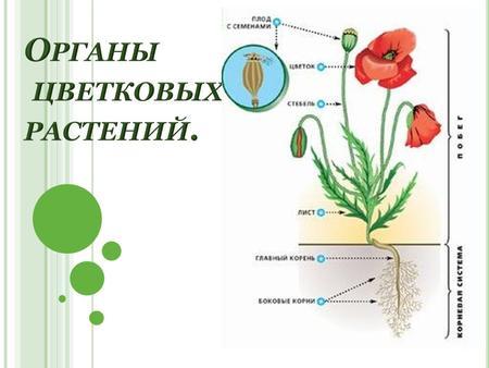 Биология строение покрытосеменных. Органы покрытосеменных цветковых растений. Органы цветковых растений 6 класс биология. Органы цветкового растения 5 класс биология. Вегетативные органы покрытосеменных растений.