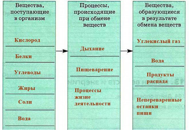 обмен веществ у животных, схема, 6 класс