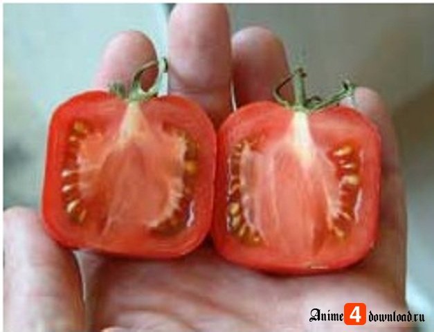 Jak pěstovat čtvercové rajče vlastníma rukama