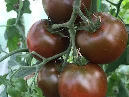помидоры сорта Черный принц