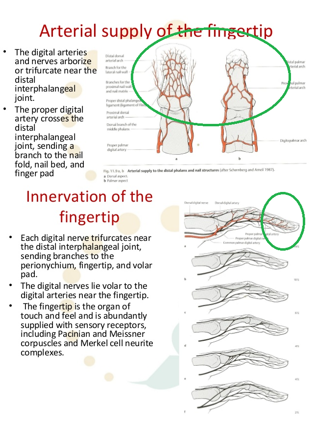 пальцы, кровяная система, нервная система