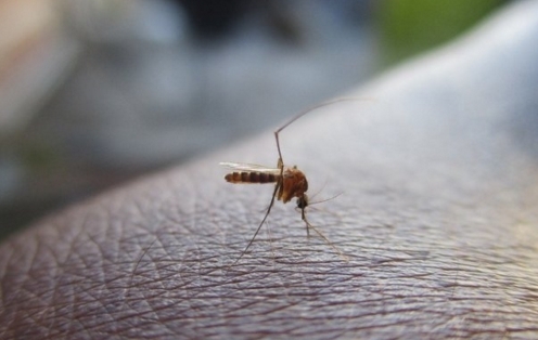 Стоит ли боятся комариных укусов?