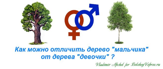 гендерное различие у деревьев