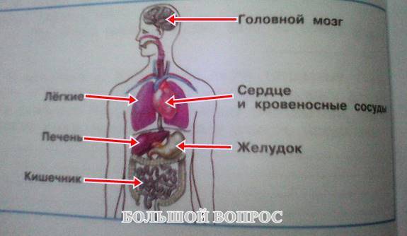 внутренние органы, окружающий мир