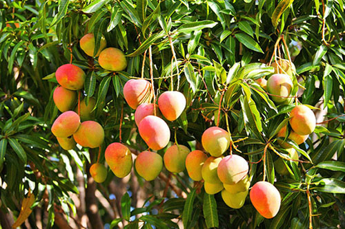 Когда сезон созревания манго?