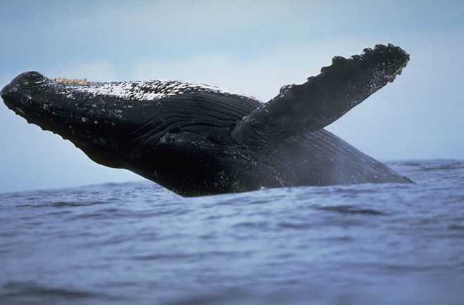 горбатый (полосатый) кит