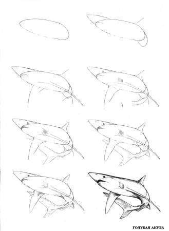 рисование акулы