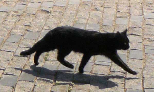 примета про черного кота