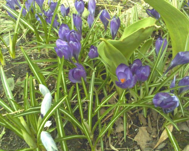крокусы, петербург, весна