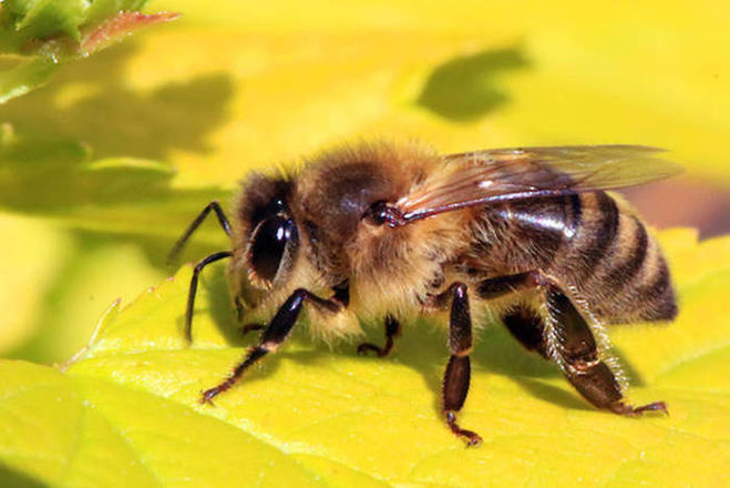 Почему пчелы жалят?