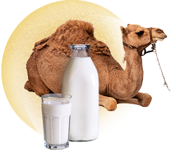 верблюжье молоко