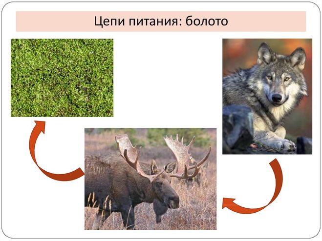 Схема цепи питания характерной для болот