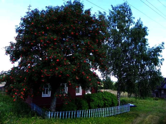 текст при наведении