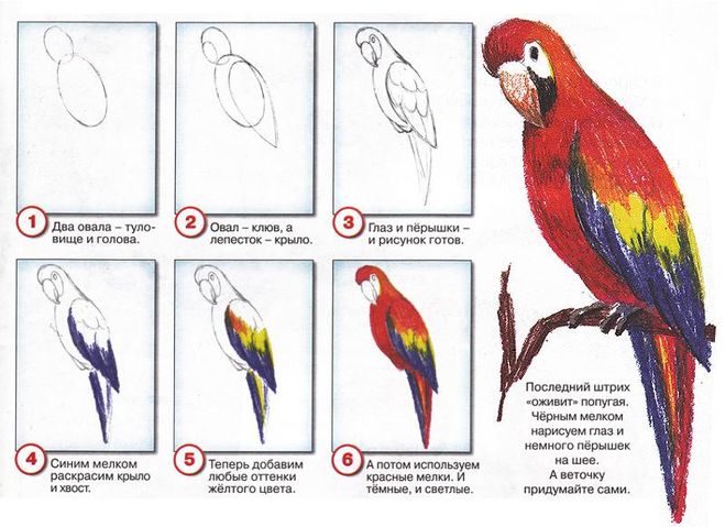 нарисовать попугая  карандашами поэтапно