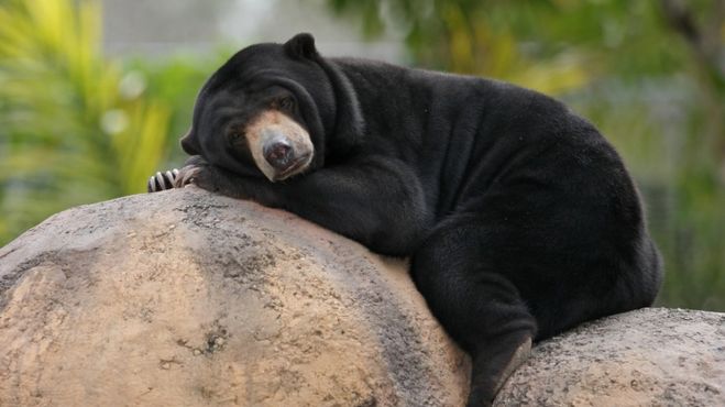 Медведь - бируанг