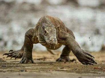 По пескам весь день бродил я, побывал в жару везде. Хоть похож на крокодила, но живу я не в воде? Кто это?