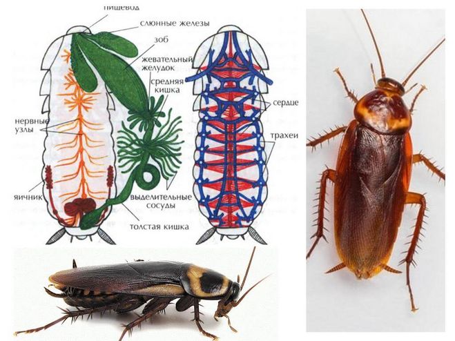 строение таракана