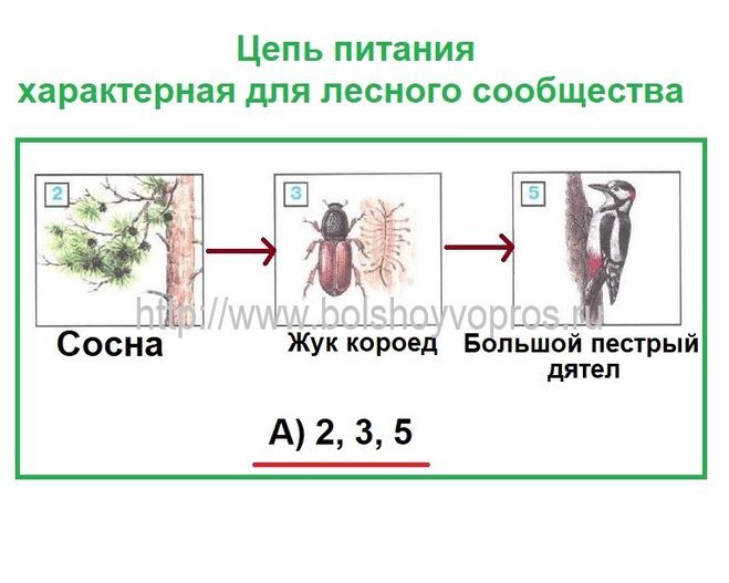 Пищевая цепь паразитов