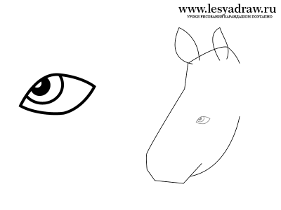 как нарисовать носорога карандашом поэтапно