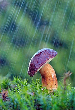 Идти ли за грибами в дождливую погоду?