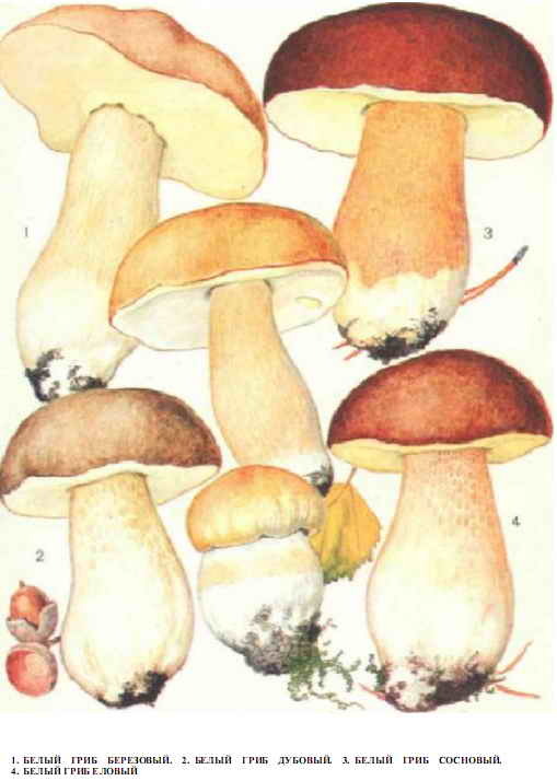 белые грибы фото