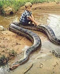 анаконда и мальчик, змея анаконда фото