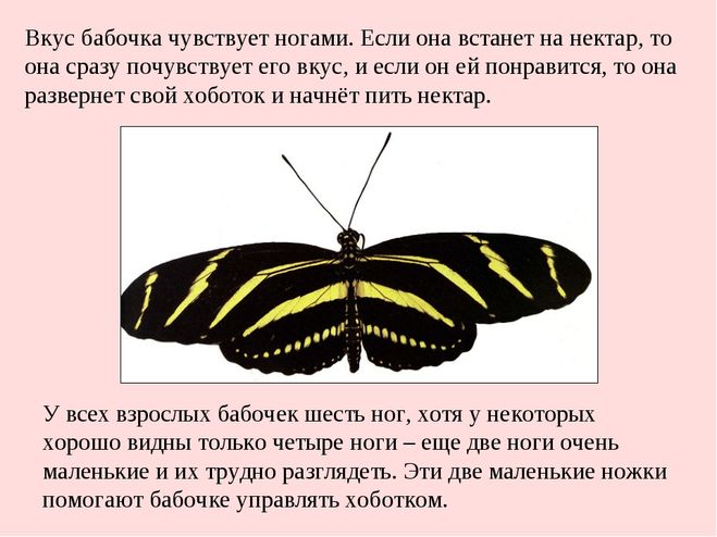 Рассказ про бабочек для 2 класса по окружающему миру