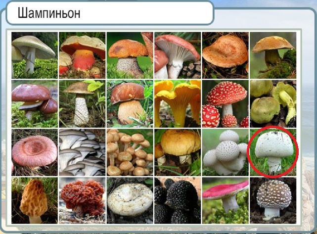 Фото горячо холодно. Угадай гриб ответы. Угадай грибы игра ответы. Идём грибы игра ответы. Идем по грибы игра ответы.