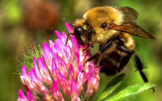 О чем думает пчела на цветке