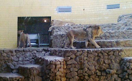 львы киевского зоопарка