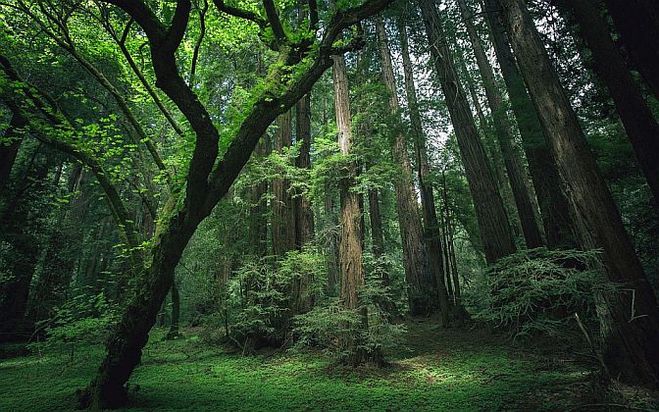 какое значение для природы и человека имеют леса