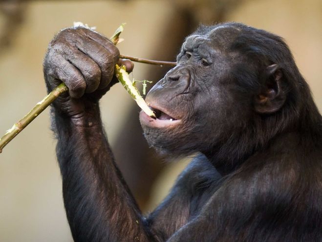 обезьяна чистит зубы