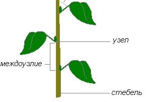 Отметьте на рисунке узел и междоузлие