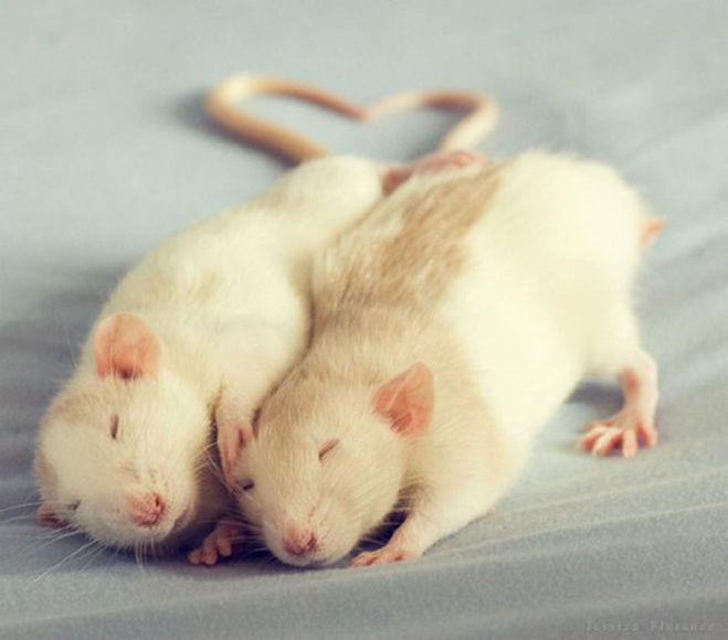 мышки любовь влюбленные крысы