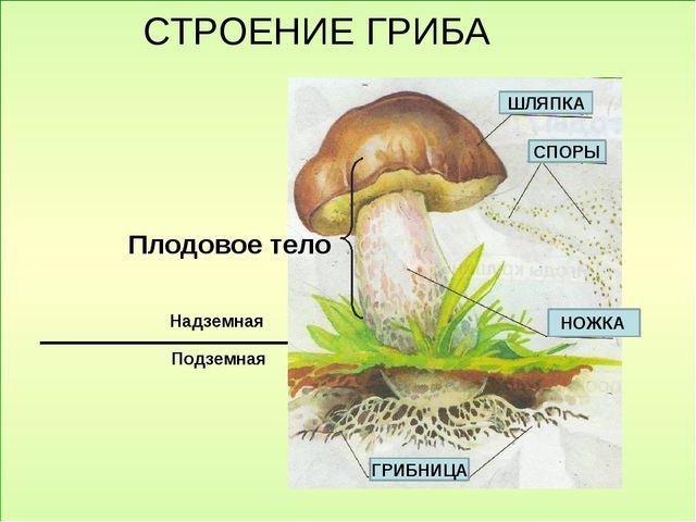 Рассказ о подосиновике 3 класс по окружающему миру