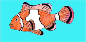 рыба-клоун рисунок карандашом поэтапно