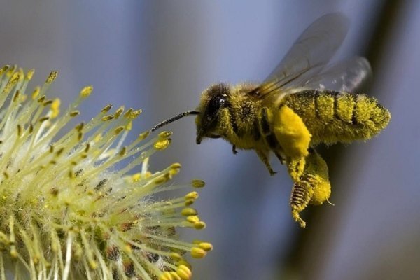 рабочая пчела в пыльце