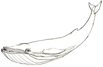 рисовать кита 4