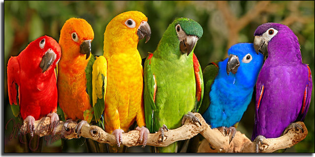 клички попугаев