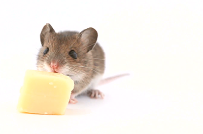 Почему все верят в стереотип, что мышь ест сыр?
