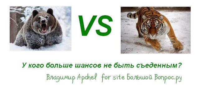 медведь против тигра фото, кто сильнее - тигр или медведь, интересные факты о хищниках животного мира