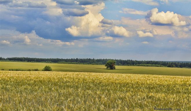 Полдень. Поле в полдень. Июльский полдень. Жаркий полдень. Летний полдень в поле.