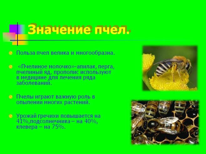 какую работу выполняет пасечник и чем его работа полезна обществу. картинка какую работу выполняет пасечник и чем его работа полезна обществу. какую работу выполняет пасечник и чем его работа полезна обществу фото. какую работу выполняет пасечник и чем его работа полезна обществу видео. какую работу выполняет пасечник и чем его работа полезна обществу смотреть картинку онлайн. смотреть картинку какую работу выполняет пасечник и чем его работа полезна обществу.